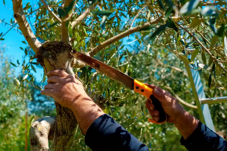 Common Reasons to Schedule Expert Tree Service Brunswick, GA Common Reasons to Schedule Expert Tree Service Brunswick, GA