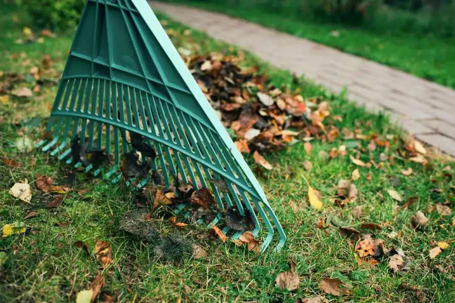 Exceptional Yard Cleanup in Brunswick, GA Exceptional Yard Cleanup in Brunswick, GA