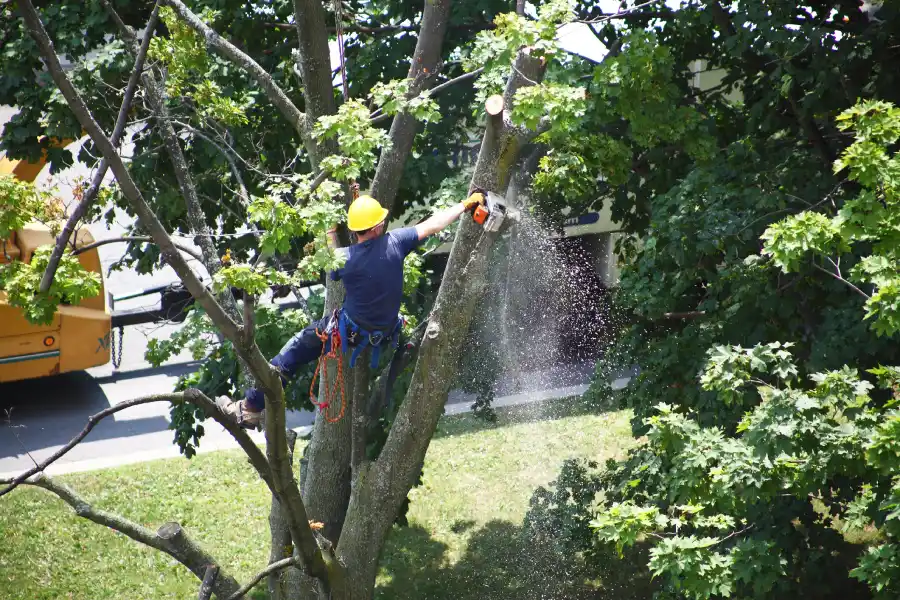 Expert Tree Service in Brunswick, GA Expert Tree Service in Brunswick, GA