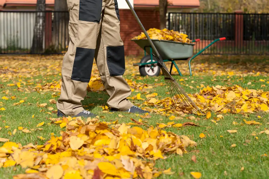 How Yard Cleanup Improves the Health of Your Landscape Brunswick, GA How Yard Cleanup Improves the Health of Your Landscape Brunswick, GA