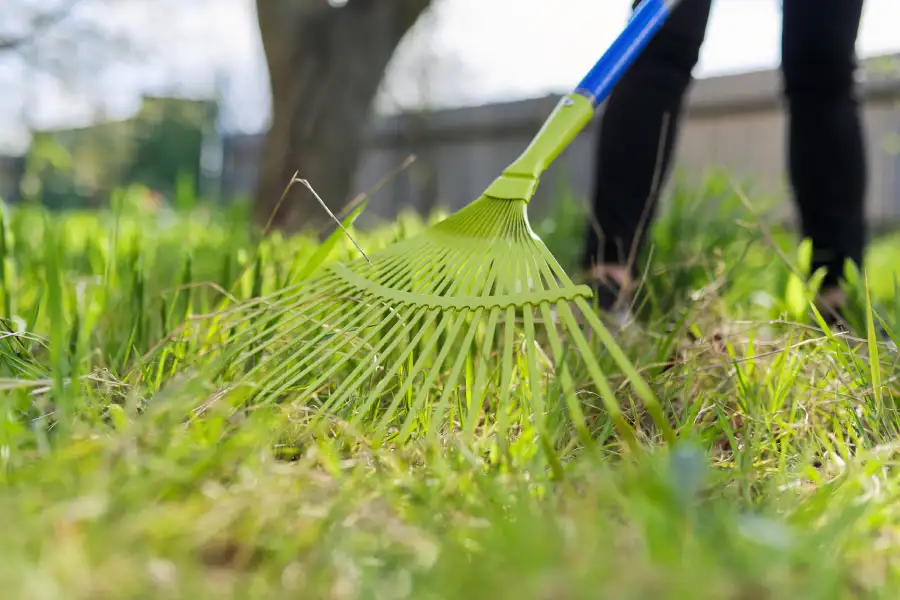 How Yard Cleanup Improves the Health of Your Landscape in Brunswick, GA How Yard Cleanup Improves the Health of Your Landscape in Brunswick, GA
