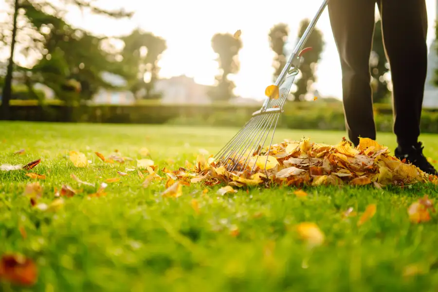 How to Know When It’s Time for a Professional Yard Cleanup in Brunswick, GA