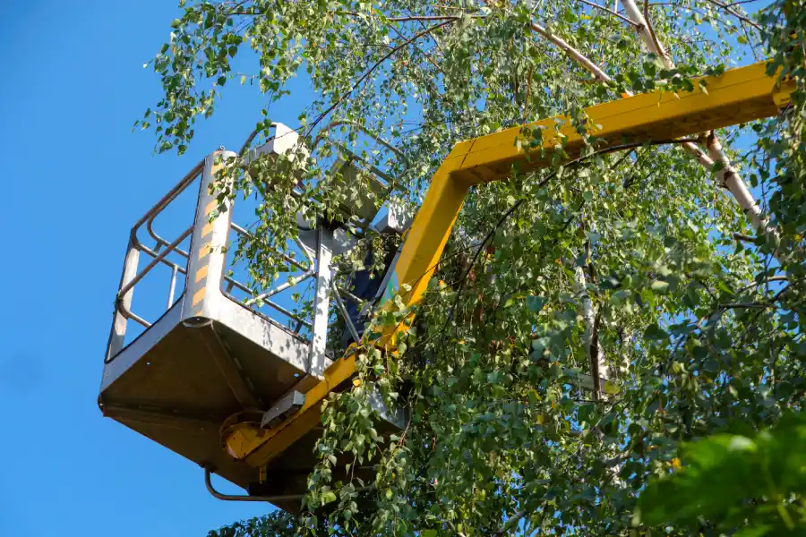 Trusted Tree Service in Brunswick, GA Trusted Tree Service in Brunswick, GA